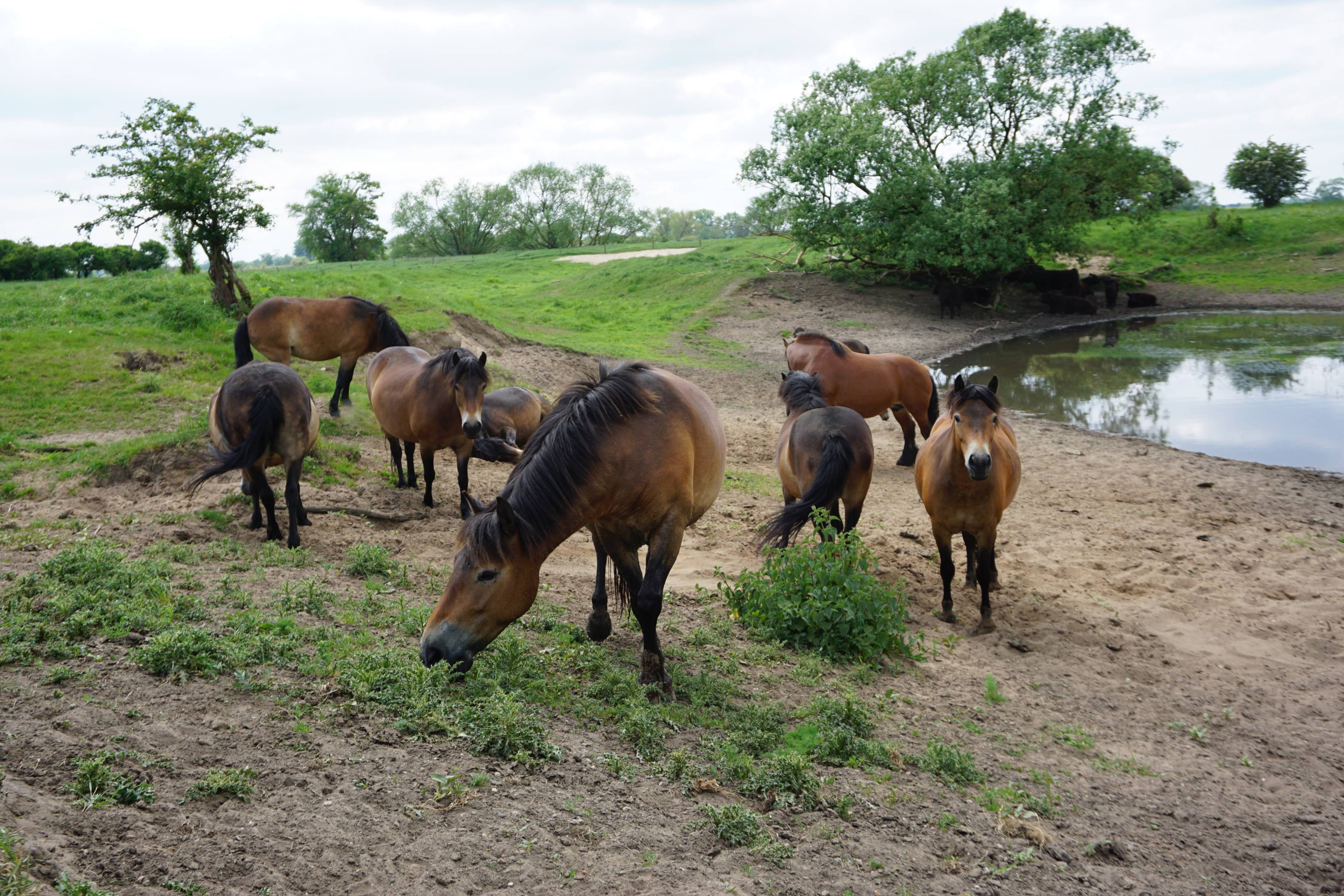 Exmoor-Ponies im Naturschutzgebiet Bucher Brack