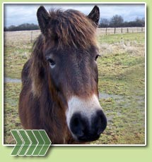 Exmoor-ponies